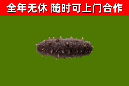 宜阳县回收海参干